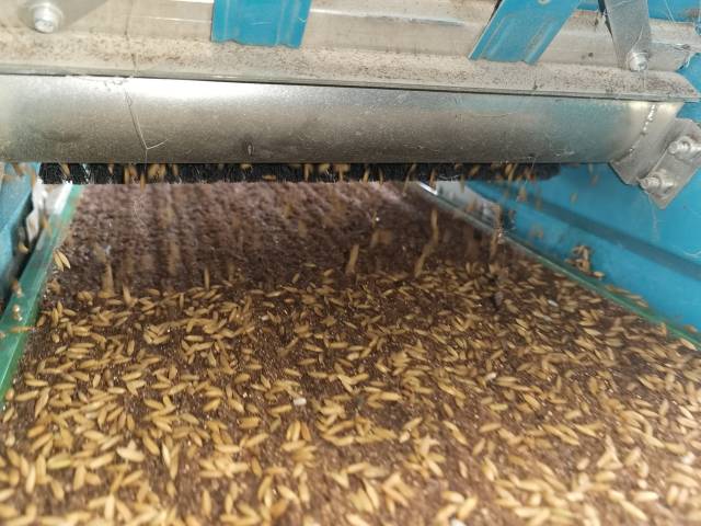 广东水稻采用机械化播种育秧