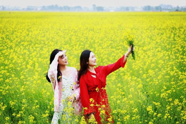 雷州半岛油菜花早在今年一月已绽放