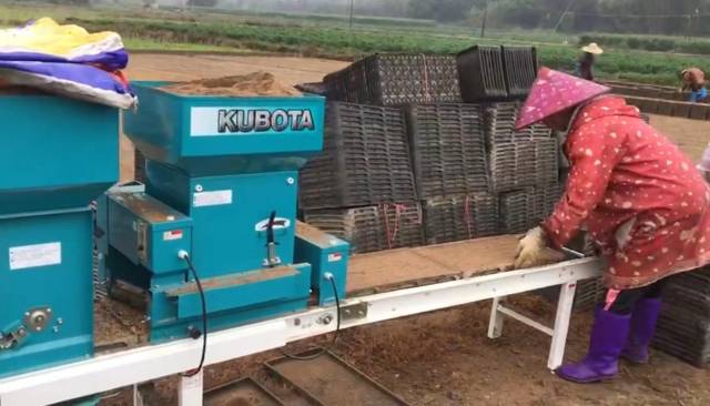 蔡强采用机械育秧，提高生产效率。