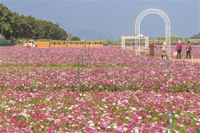 三水区白坭镇沙围村七彩花田内,幸福号小火车1314专列在七彩花田中