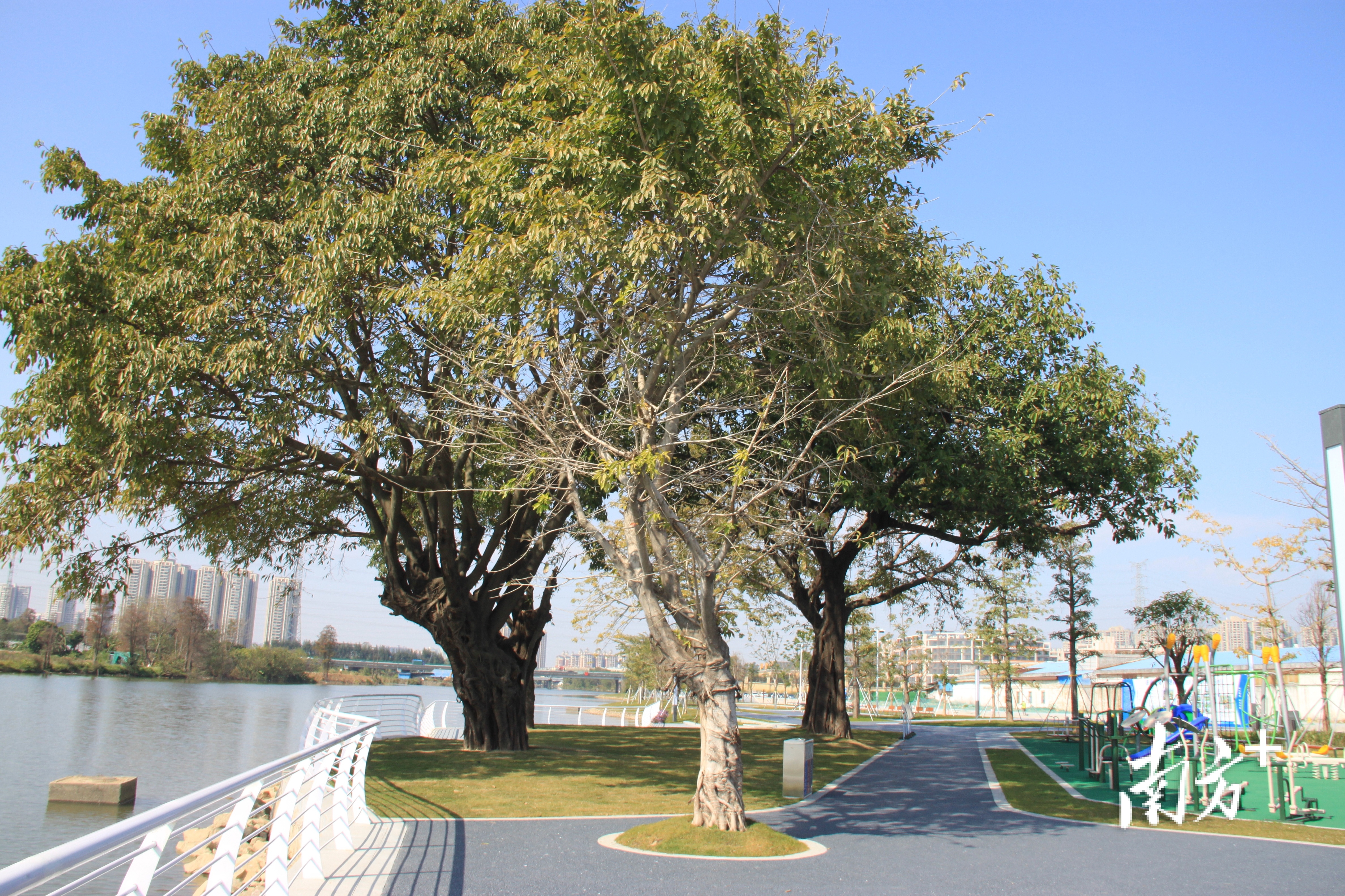大良新滘美岸示范点,百年木棉树下亲水驳岸很亮眼。 大良新滘美岸示范点,百年木棉树下亲水驳岸很亮眼。