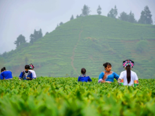 认准这289个茶叶品牌！2022年“粤字号”农业品牌目录公示！