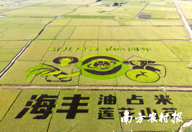 海丰油占米种植基地。
