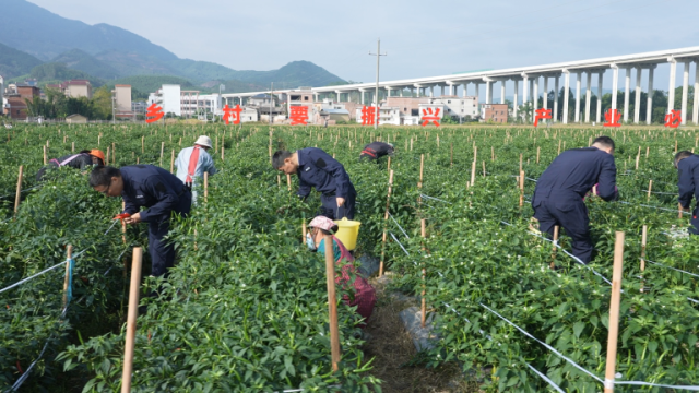 佛山驻封开县渔涝镇工作队打造的辣椒种植基地