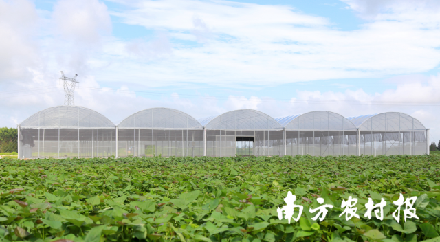 以甘薯为主导产业的陆丰市现代农业产业园成功入选国家现代农业产业园创建名单。