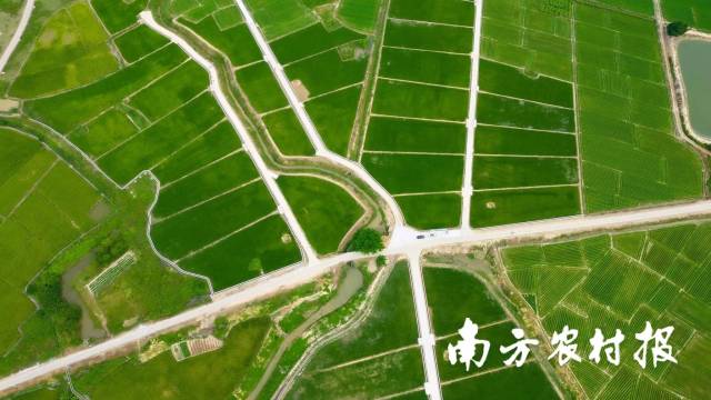 2022年茂名农林牧渔产值全省第一。图为高州市丝苗米产业高质量发展核心区