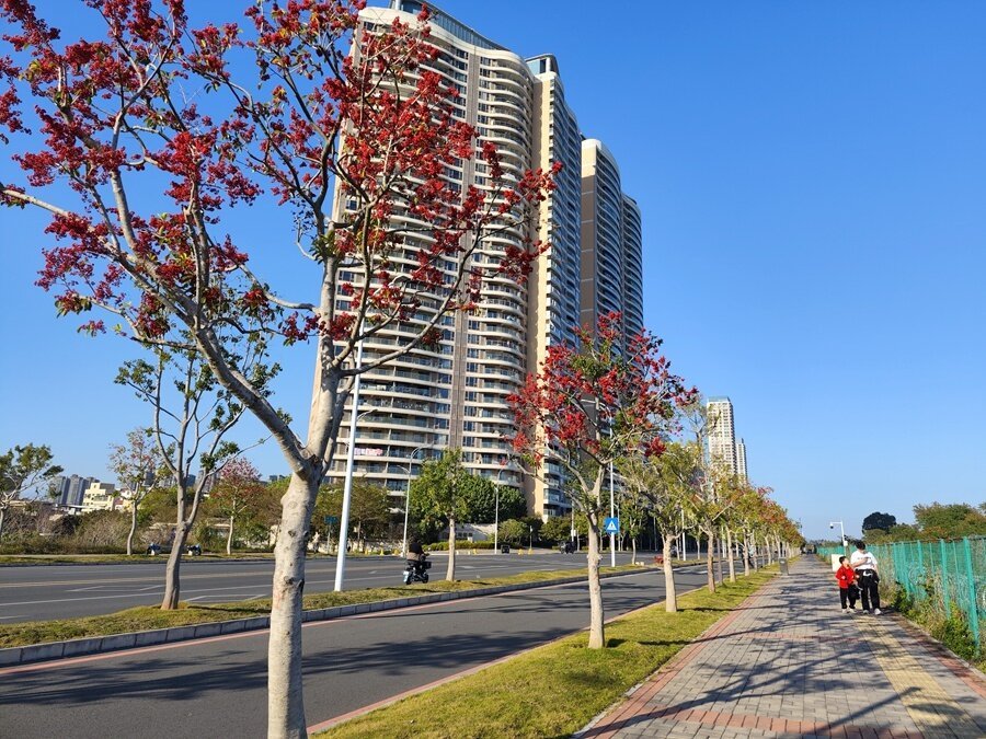铁冬青为东江沿岸增添了靓丽色彩，为来此休闲娱乐的市民带来了一场视觉享受。
