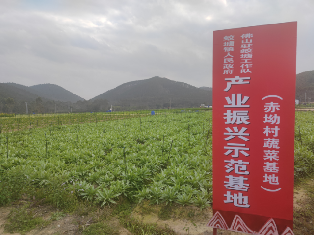 佛山驻蛟塘镇工作队牵头带动下建立的蔬菜种植基地