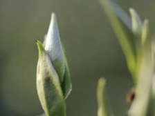 张颂文家乡韶关@你！来品《狂飙》中C位出道的白茶