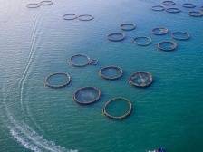 社论丨做强海洋牧场，助力广东渔业高质量发展