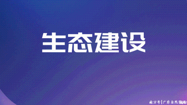 广东全面启动万亩级红树林示范区建设 打造绿美广东靓丽名片