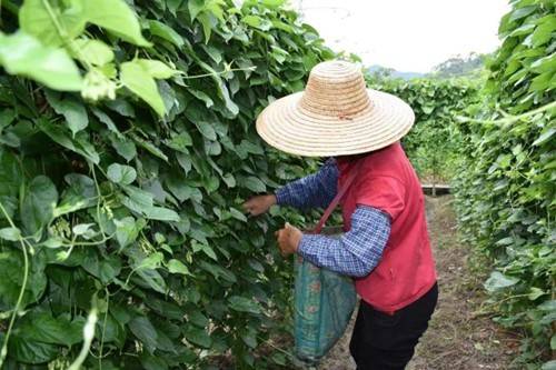 肇庆驻广宁县螺岗镇帮扶工作队打造的蔬菜种植基地