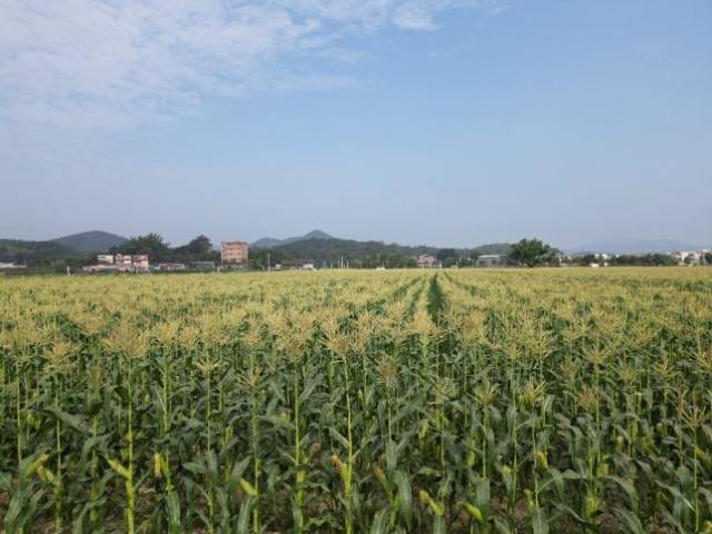 肇庆驻德庆县播植镇帮扶工作队打造的优质玉米种植基地