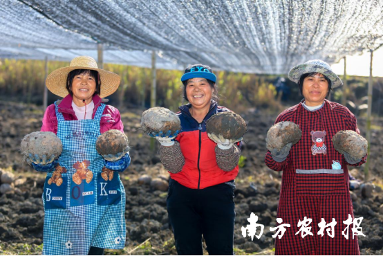 清远佛冈县水头镇魔芋丰收。