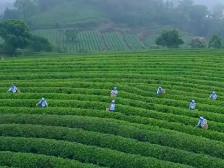 你知道吗？《狂飙》取景地，竟是著名茶乡