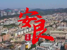 梧桐山北筑未来｜安良：凤鸣梧桐 破茧成蝶