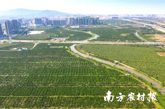 新会陈皮国家现代农业产业园新会柑种植基地。林国强 摄