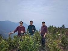 连南涡水镇开展防霜冻、促春茶技术指导