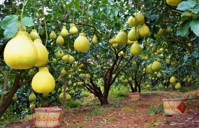 梅县金柚。