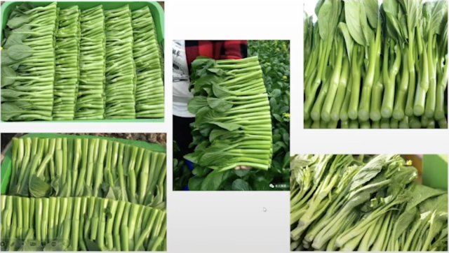 标准化生产的广州菜心