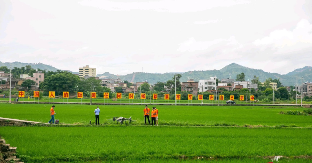 五华县农业托管人员正在操作无人机。