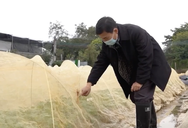 陈本强在田间介绍菜心免施农药种植技术