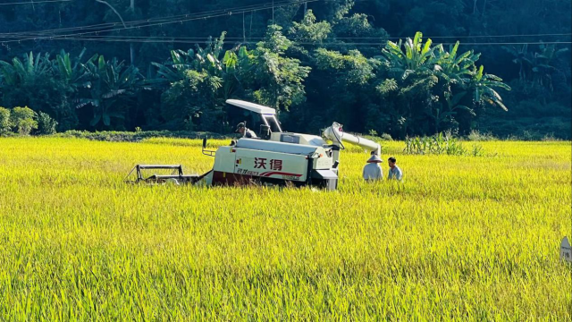 梅江区复耕复种的水稻田喜获丰收。