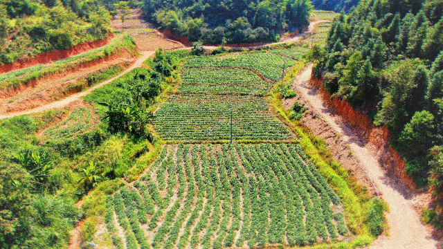 平远县仁居镇上远村复耕复种了红薯。