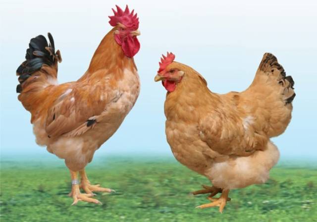 江丰实业所培育的黄羽肉鸡品种江村黄鸡