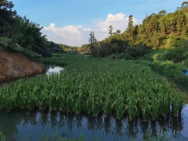 五华县“稻虾共作”基地之一。