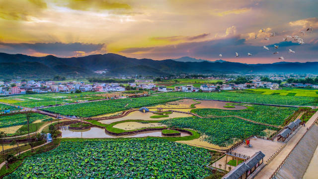 每到荷花盛开季，九岭村“十里荷塘”游人如织。