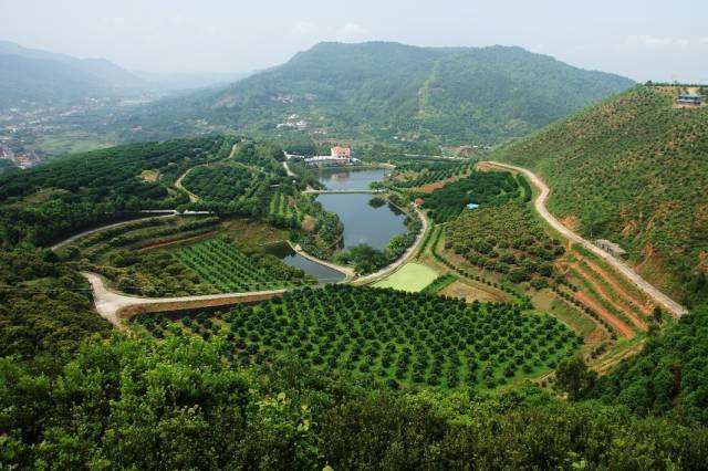 梅县区金柚标准化种植基地