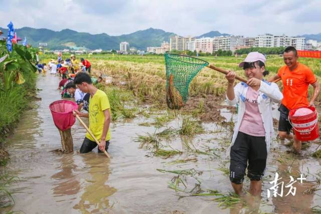 梅州市稻豐實(shí)業(yè)有限公司“稻魚共生”基地往年收獲頗豐