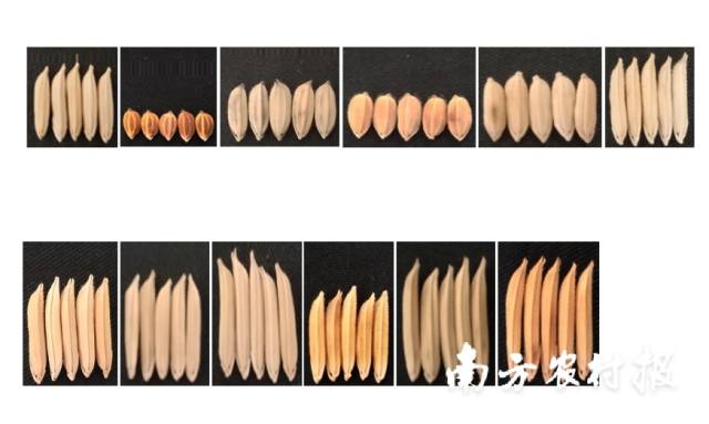 图上为来自国际水稻多样性种质平台2（RDP2）的6个籼稻，图下为6个广东丝苗米水稻品种。可以看到籼稻中也有“矮胖”的。供图：广东省农业科学院水稻研究所