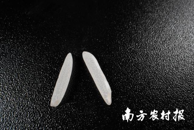 广东丝苗米粒型细长。吴秒衡 摄