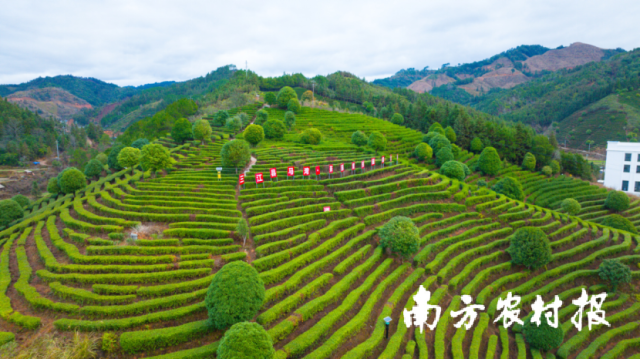 三江县马湾·茶园里田园综合体。