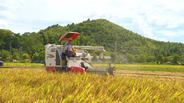 兴宁市大坪镇翻滚的稻浪