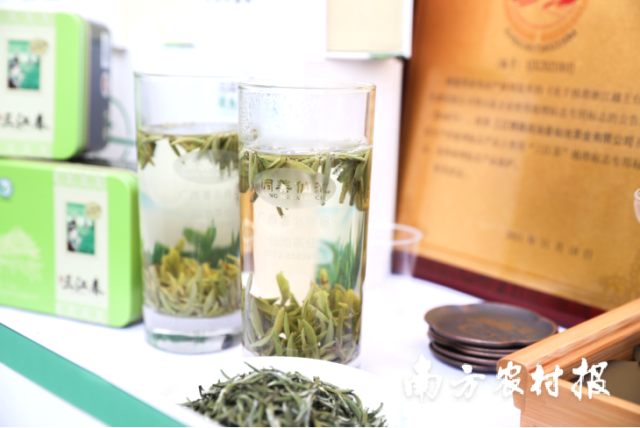 三江全力打造以“三江早春茶”为代表的广西春茶品牌。