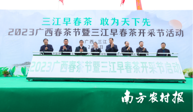 开采！广西三江早春茶，为中国叫醒春天