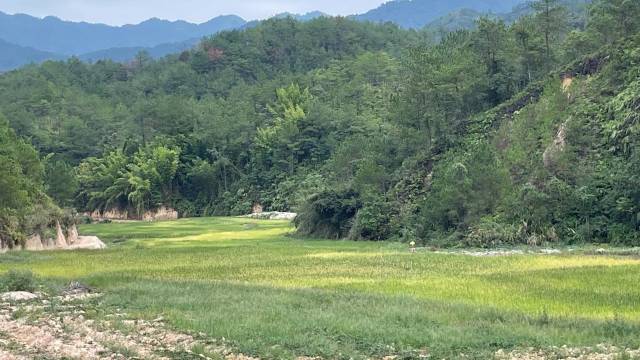 楓朗鎮(zhèn)保安村復(fù)耕的撂荒地
