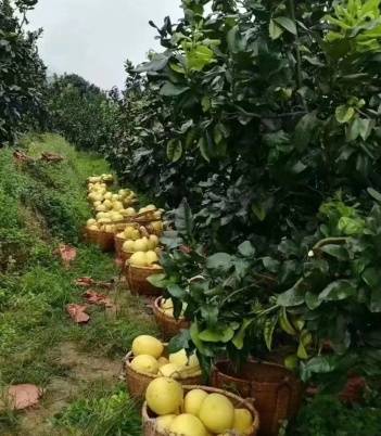 大埔縣三河鎮(zhèn)的蜜柚喜獲豐收