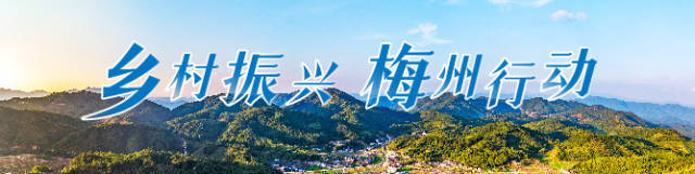 梅州兴宁：做“香”一粒米，带富一方人