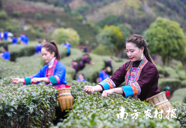 三江早春茶开采。
