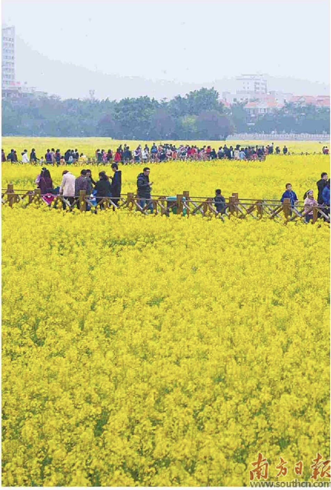 东莞农村油菜飘香引市民参观。通讯员　余海霞摄