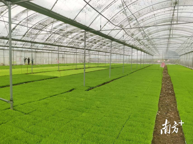 汕头市潮阳区顺杰农机种养专业合作社的育秧大棚。合作社育秧当前约完成80%育秧量，3月初将陆续插秧。