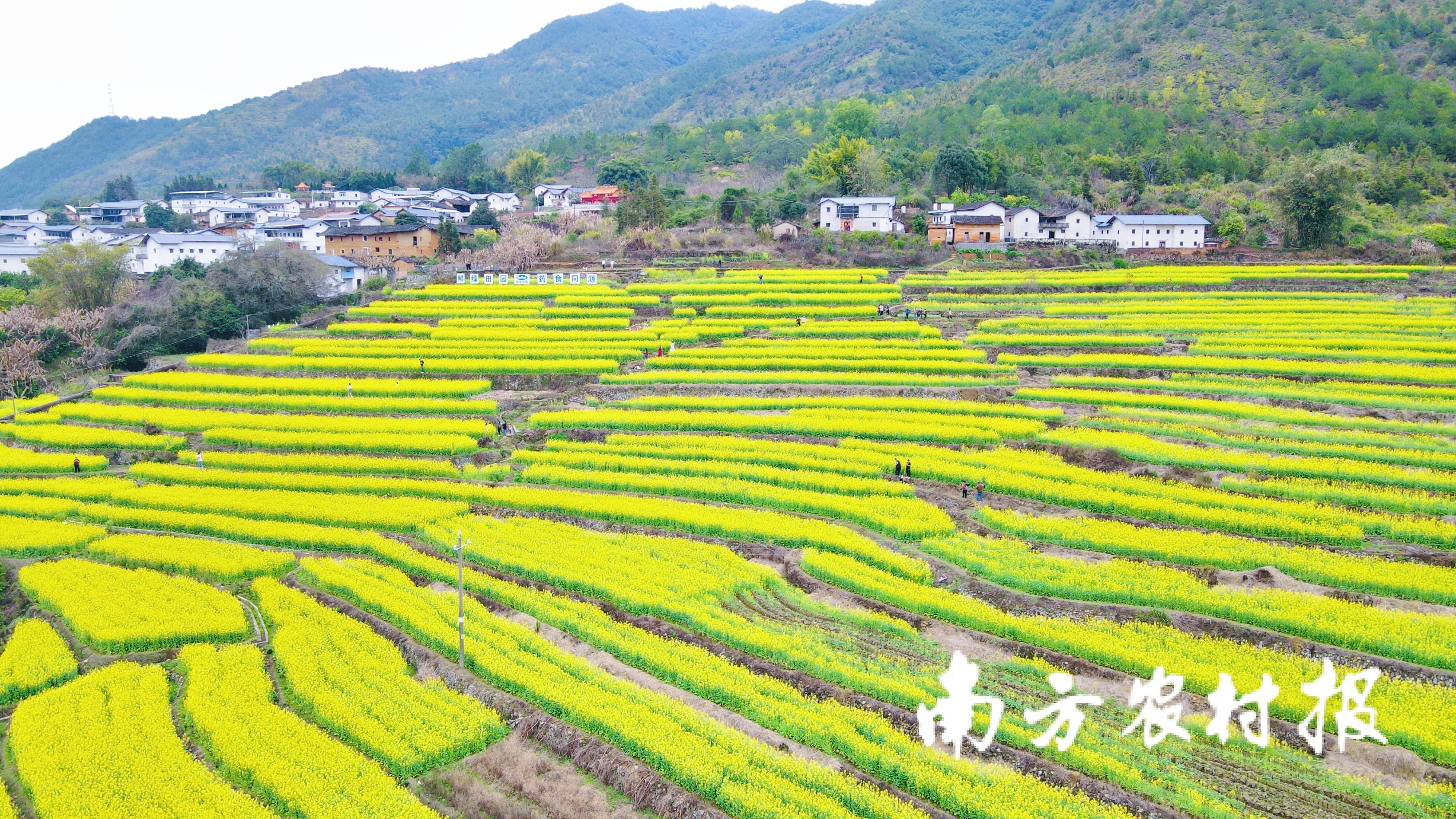 广东蕉岭这里的油菜花开遍地金！春色一绝，快约……