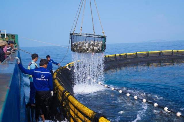 海洋牧场成为发展海洋经济的新抓手。柯学潜 摄