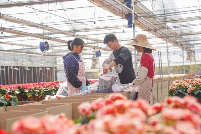 广州从化花卉省级现代农业产业园里，工人打包花卉忙。蓝东旭 摄