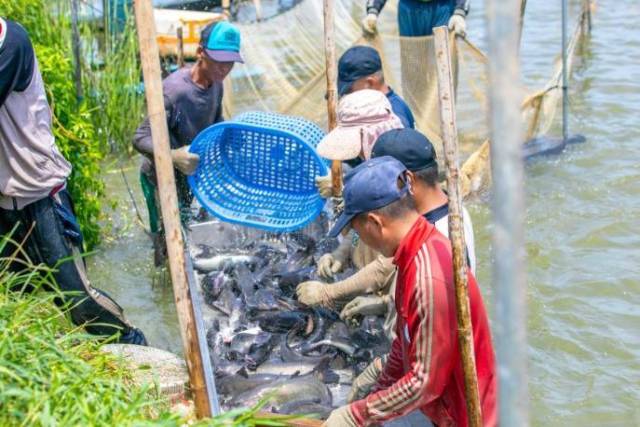 广东人均水产消费量远高于其他沿海省份。吴秒衡 摄