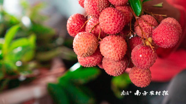 廣東荔枝，世界聞名